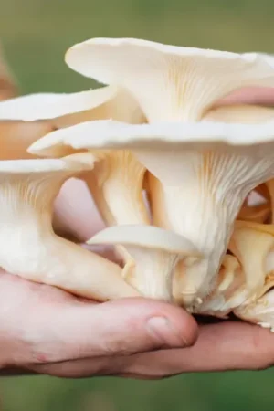 Organic Oyster Mushrooms