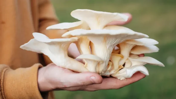Organic Oyster Mushrooms